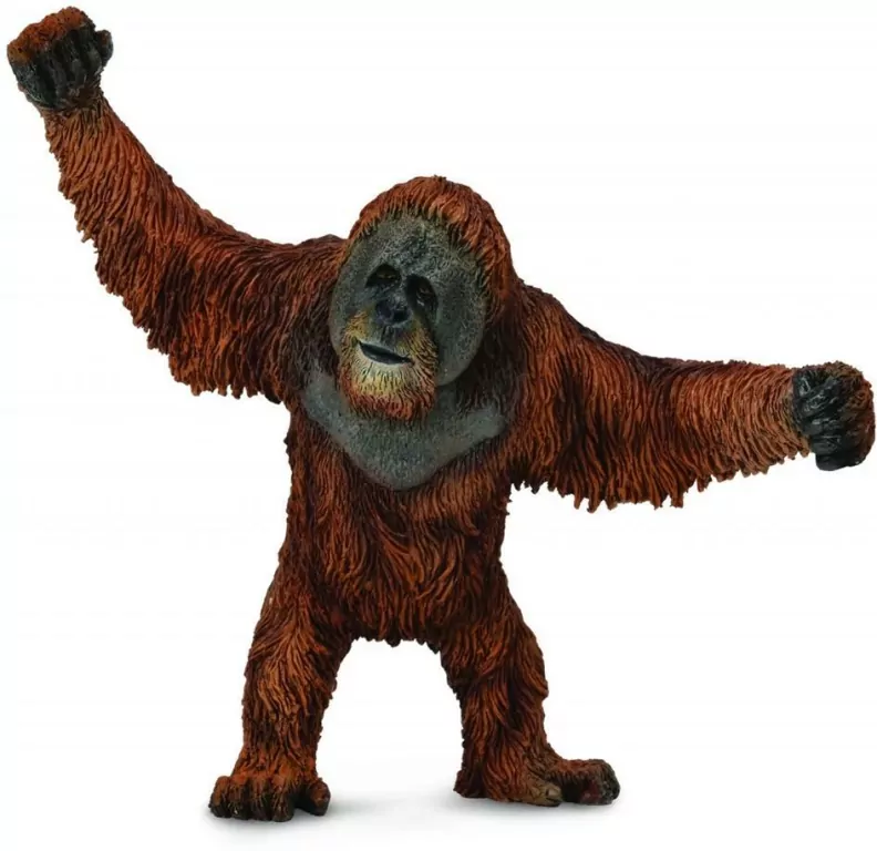 Orangutan - tantis.pl