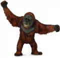 Orangutan - tantis.pl