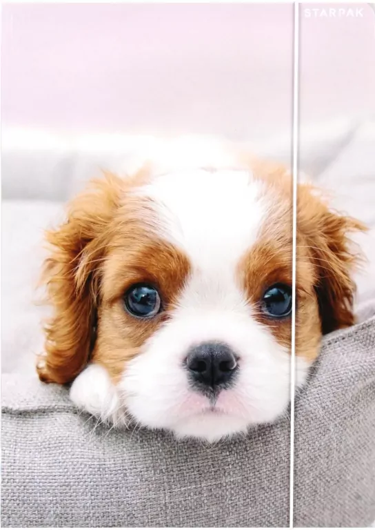 Teczka z gumką A4 Pieski mix - tantis.pl