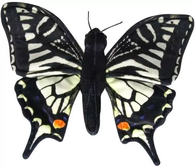 Motyl paź królowej - tantis.pl