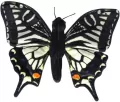 Motyl paź królowej - tantis.pl