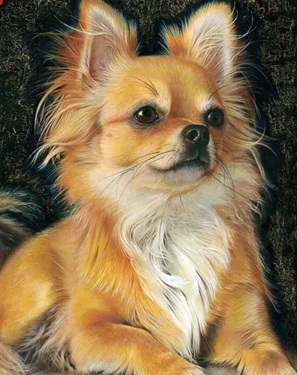 Mozaika diamentowa 5D - Chiuhuahua brąz 40x30cm - tantis.pl