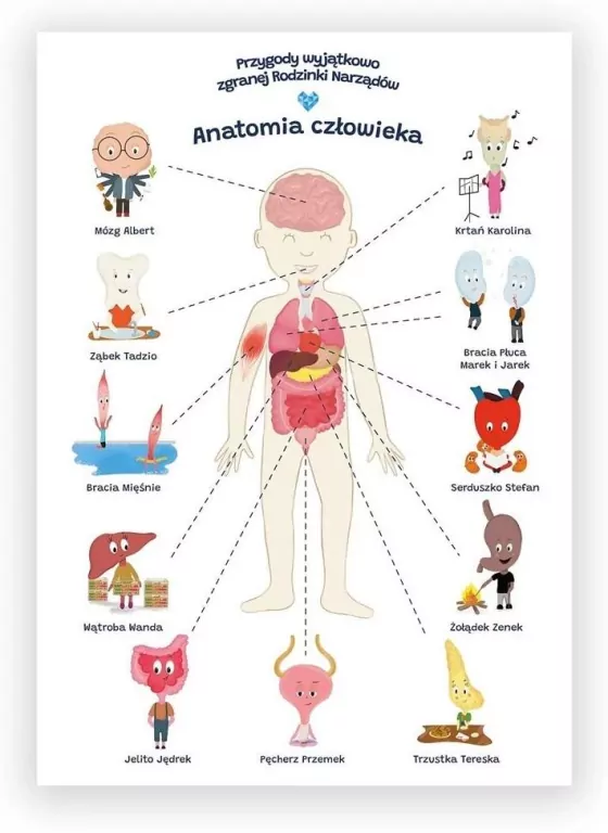Plakat edukacyjny. Anatomia człowiek A2 - tantis.pl