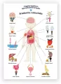 Plakat edukacyjny. Anatomia człowiek A2 - tantis.pl