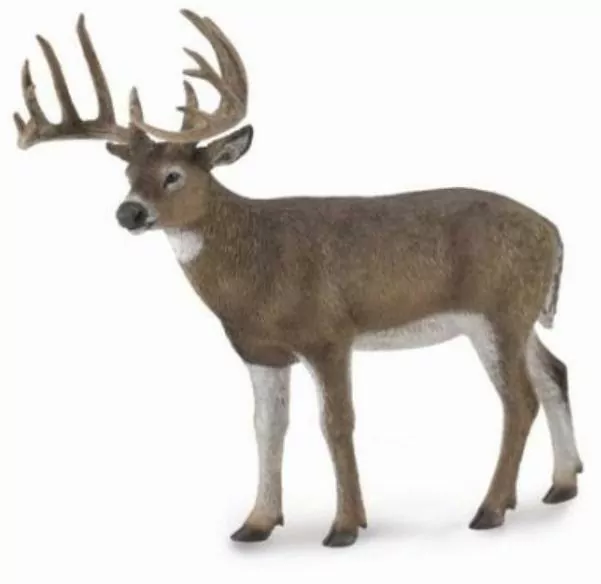 White-Tailed Deer - tantis.pl