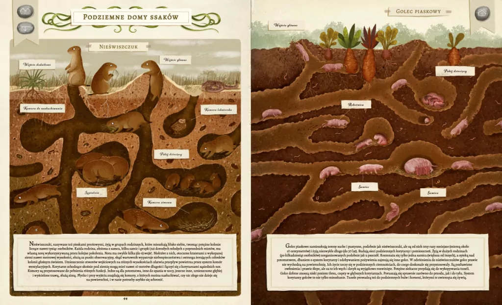 Co budują zwierzęta? - tantis.pl