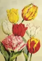 Karnet ST508 B6 + koperta Tulipany - tantis.pl