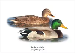 Obraz A4 Kaczka krzyżówka