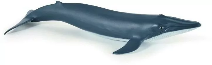 Płetwal błękitny młody - tantis.pl