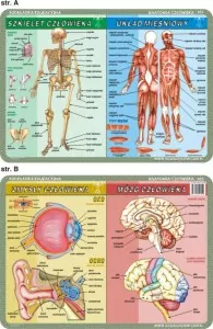 Podkładka edukacyjna. Szkielet, mięśnie, mózg i zmysły człowieka - tantis.pl