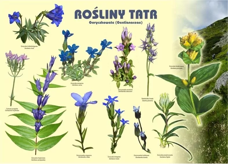 Tablica 100x72cm Rośliny Tatr. Goryczkowate - tantis.pl