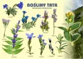Tablica 100x72cm Rośliny Tatr. Goryczkowate - tantis.pl