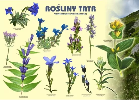 Tablica 100x72cm Rośliny Tatr. Goryczkowate