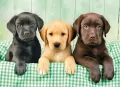 Puzzle 1000. High Quality Collection. I tre Labrador - tantis.pl