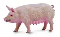 Collecta. Maciora, rozmiar M - tantis.pl