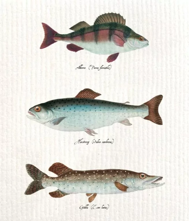 Ściereczka kuchenna Ryby - tantis.pl