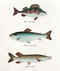 Ściereczka kuchenna Ryby