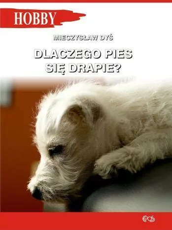 Dlaczego pies się drapie? - tantis.pl