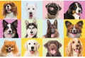 Puzzle 60. Słodkie psiaki. 17374 - tantis.pl