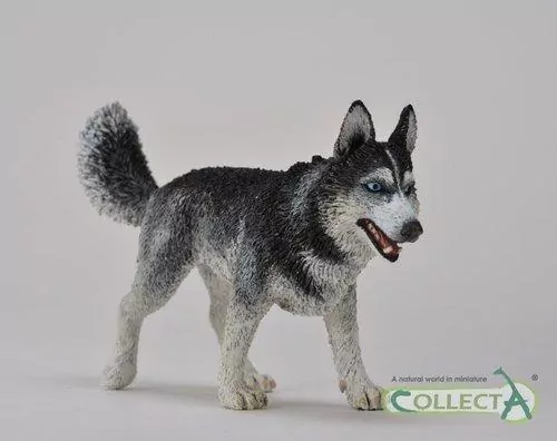 Pies rasy Husky syberyjski - tantis.pl