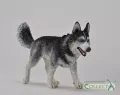 Pies rasy Husky syberyjski - tantis.pl