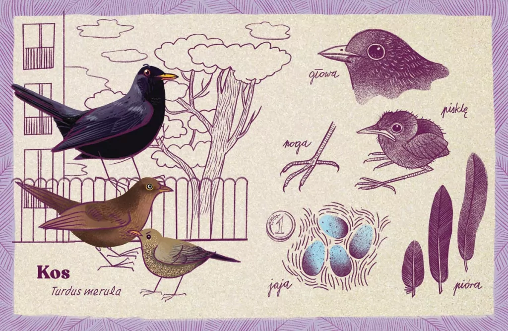 Zwierzęta miast, czyli 22 portrety naszych nieudomowionych sąsiadów - tantis.pl