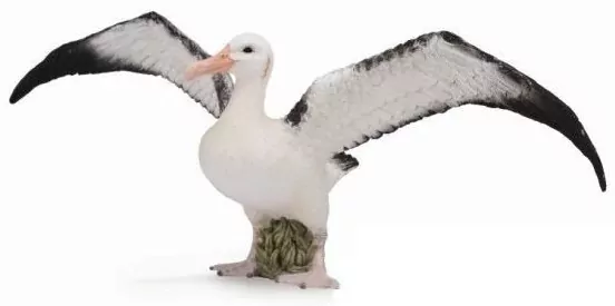 Albatros wędrowny L - tantis.pl