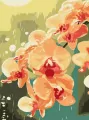 Malowanie po numerach - Orchidea w kroplach 30x40 - tantis.pl