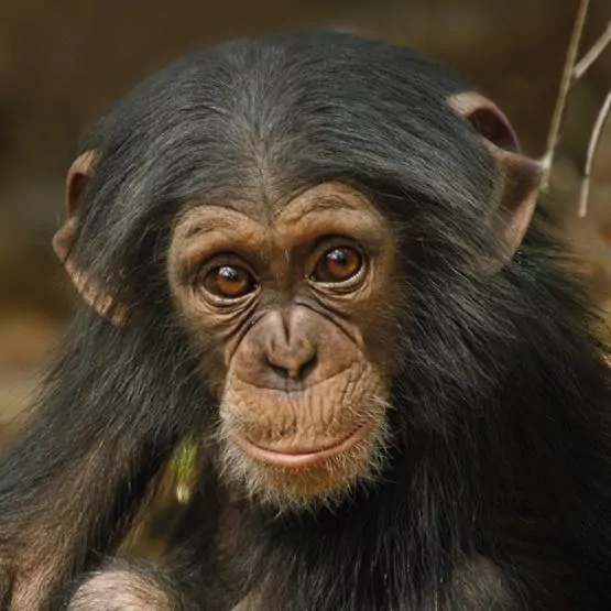 Karnet kwadrat z kopertą Baby Chimp - tantis.pl