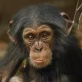 Karnet kwadrat z kopertą Baby Chimp - tantis.pl
