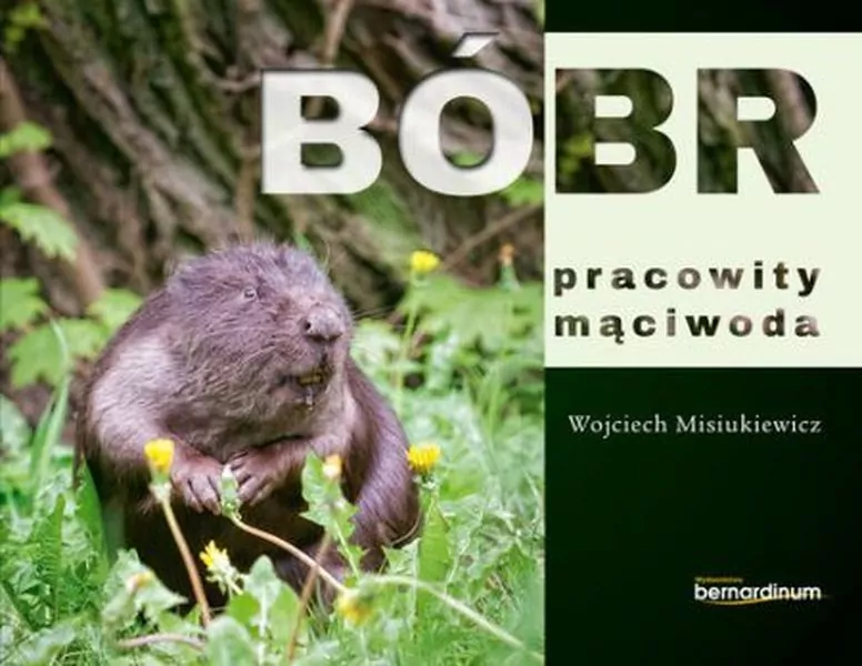Bóbr pracowity mąciwoda - tantis.pl