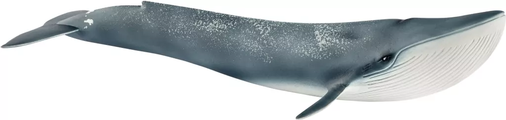 Płetwal błękitny Wild Life 14806 - tantis.pl