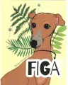 Figa - tantis.pl