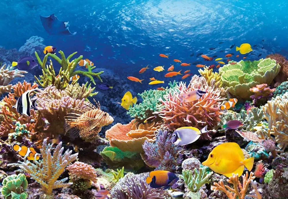 Puzzle 1000. Coral Reef. Rafa koralowa - tantis.pl