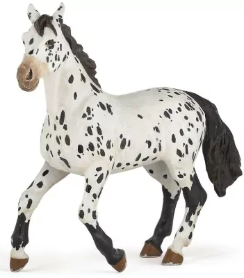 Koń Appaloosa