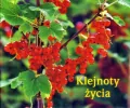 Klejnoty życia. Perełka nr 143 - tantis.pl