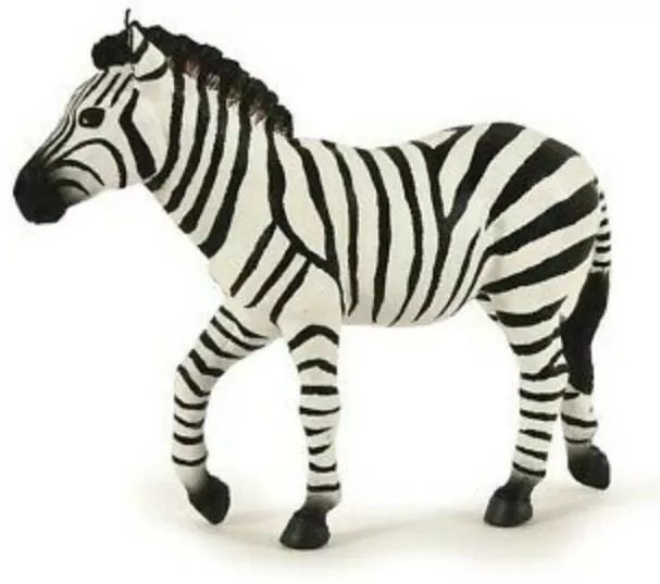 Zebra samiec - tantis.pl