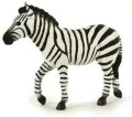 Zebra samiec - tantis.pl