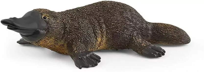 Dziobak 14840 - tantis.pl