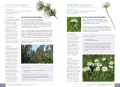 Atlas dzikich roślin jadalnych - tantis.pl