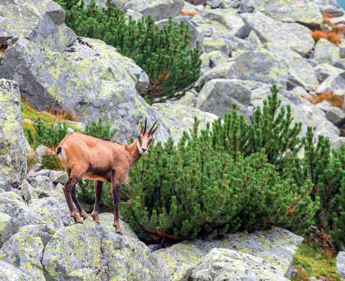 Kalendarz 2026 reklamowy Dzika przyroda - tantis.pl