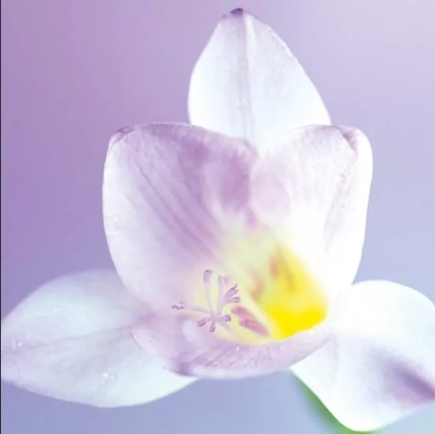 Karnet Kwiat Biały 16x16 + koperta - tantis.pl