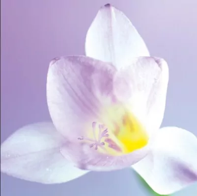 Karnet Kwiat Biały 16x16 + koperta