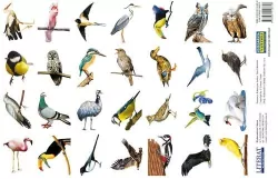 Naklejki. Ptaki