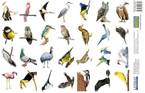 Naklejki. Ptaki