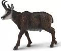 Kozica północna - tantis.pl