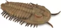 Redlichia Rex Trilobite - tantis.pl