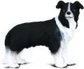 Collecta. Pies Border Collie - tantis.pl