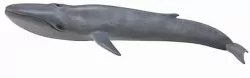 Blue Whale