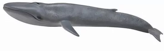 Blue Whale
